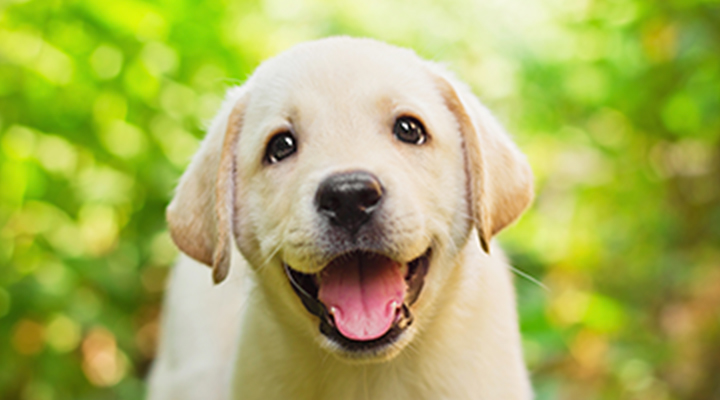Plano de Saúde para Cães e Gatos